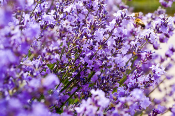 Lavender Field in the summer. Aromatherapy. Nature Cosmetics.