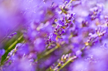 Fototapeta na wymiar Lavender Field in the summer. Aromatherapy. Nature Cosmetics.