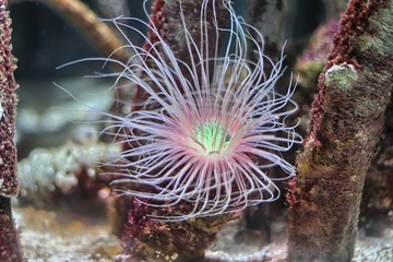 A tube-dwelling anemone, spreading its tentacles © murasal