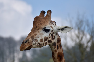 Rothschild giraffes with their patterned hide