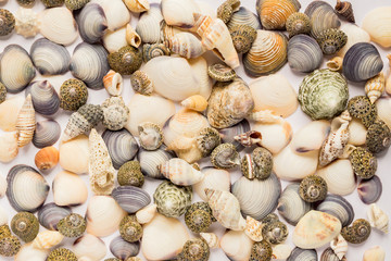 Travel and vacation concept. sea shells background. variety of sea shells from beach