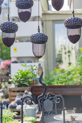 hanging bird feeders in shape of acorn  full of different grain in the city