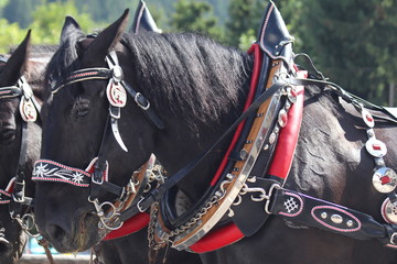 Horse. Folkloristic event in Val Gardena