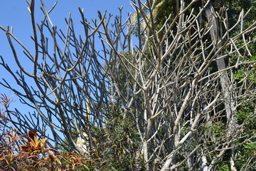 Fototapeta premium Tree without leaves in the field