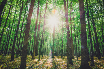 a forest trees. nature green wood sunlight backgrounds.