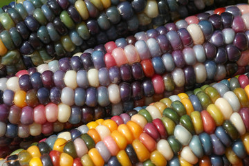 Farbenfroher Regenbogen Mais, Glasgem Corn, ein buntes Lebensmittel