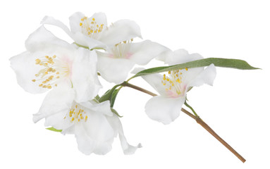 Fototapeta na wymiar branch with isolated light pink jasmine blooms