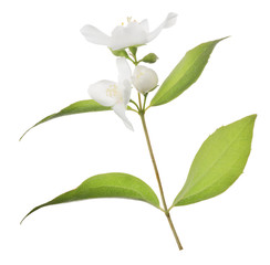 Naklejka na ściany i meble jasmine branch with four leaves and white blooms