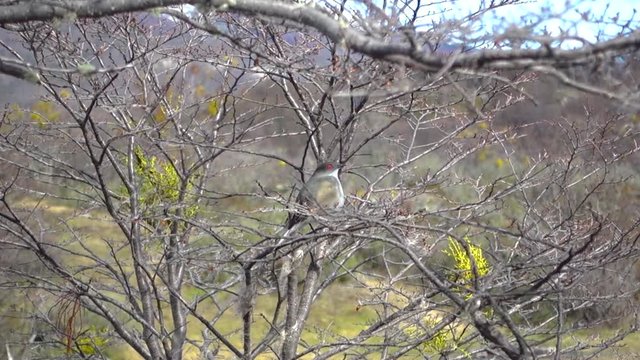 Fire-eyed Diucon Xolmis pyrope stainding on a tree branch at Tierra del Fuego National park in Patagonia region in Ushuaia, Argentina