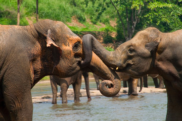 Two indian elephants fighting in the river