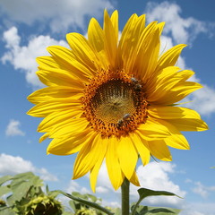 big round opened flower racemes sunflower yellow petals against the blue sky