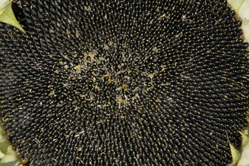 Natural textured background from big round opened flower racemes sunflower yellow petals against...