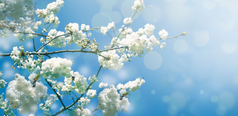 Spring diffuse background with blue sky and branches of blooming sakura tree