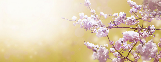 Spring abstract diffuse background with blue sky, branches of blooming apple and cherry tree and falling petals