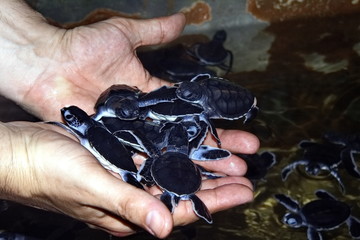 Obraz premium small hatched sea turtles in human hands