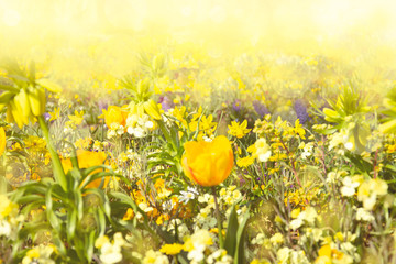 Sunny background of spring yellow and white flowers meadow. City tulips flowers. 