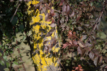 Background. Autumn forest and old trees.