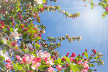 Spring abstract square diffuse background with blue sky, branches of blooming apple tree in sunny day