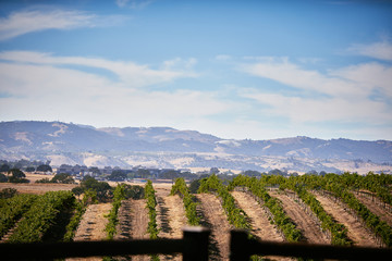 A view of a California Vineyard with mountains in the background 