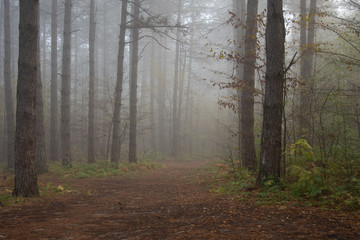 Morning in the old forest.