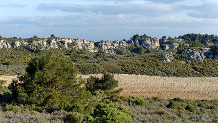 Fototapeta na wymiar Vineyards in la Clape Wine Region