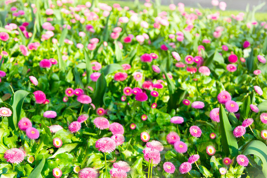Abstrakt background of spring pink camomiles flofer weadow. 