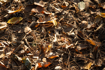 Morning in the old forest.