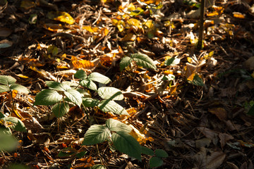 Morning in the old forest.