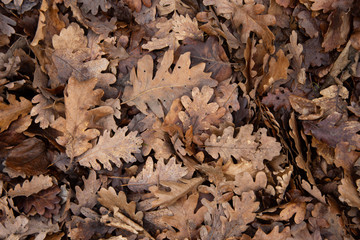 Background and autumn. Fallen leaves.