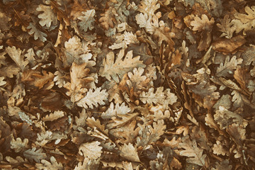 Background and autumn. Fallen leaves.