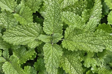 Close up of mint leaves