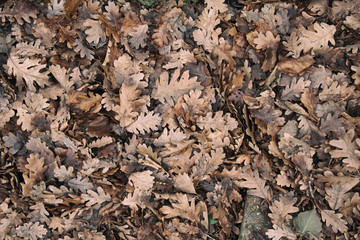 Background and autumn. Fallen leaves.