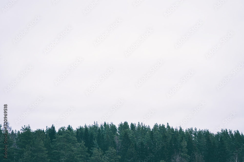 Wall mural green forest on a background of gray sky. minimalistic natural landscape