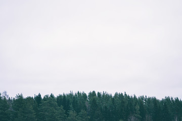 Green forest on a background of gray sky. Minimalistic natural landscape