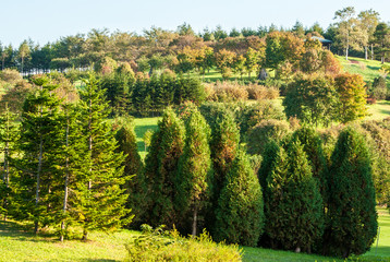 Fototapeta na wymiar 木の多い丘の紅葉