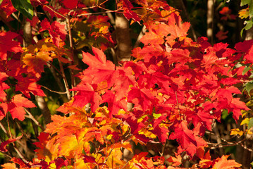 真っ赤な紅葉クローズアップ