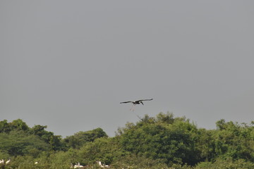 Fototapeta na wymiar A beautiful Pelican flying against trees and blue sky. in india