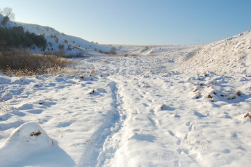 Winter cold day in fores.