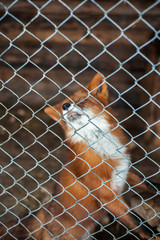 Portrait of a red fox behind bars