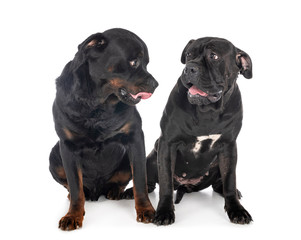 cane corso and rottweiler