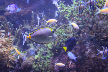 Naklejka na ściany i meble Wonderful tropical fish in a large aquarium