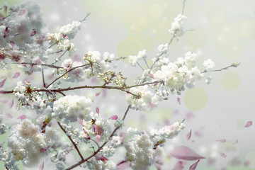 Spring diffuse background with blue sky and branches of blooming sakura tree