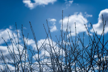 Blurred. Still unopened willow buds in the background light through the soft lens against the blue sky. Background