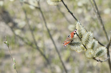 The day peacock eye butterfly sits on flowering willow buds in early spring. Background © Roman