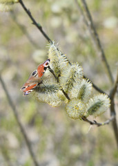 The day peacock eye butterfly sits on flowering willow buds in early spring. Background