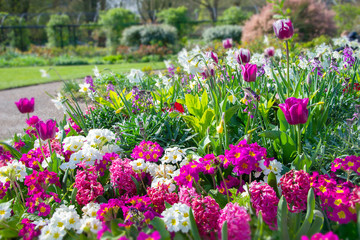 Fototapeta premium Tło wiosna fioletowe zawilce, tulipany i primula flowerbad. Kwitnący wiosenny ogród