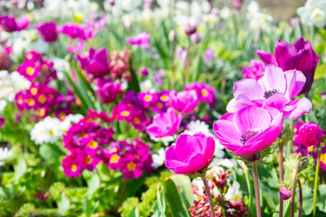 Obraz premium Background of spring purple anemones, tulips and primula flowerbad. Blooming spring garden