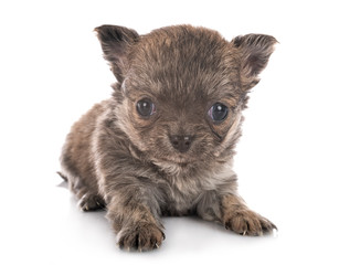 Obraz premium chihuahua in studio