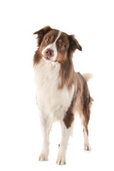 Fototapeta premium australian shepherd dog