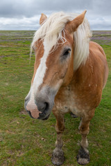 Horse on the salt meadows at the wadden sea on Juist, East Frisian Islands, Germany.